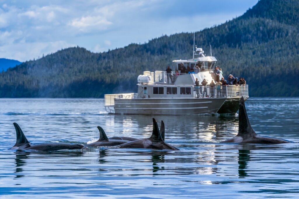 What Are The Options For Wildlife Watching On A Cruise?