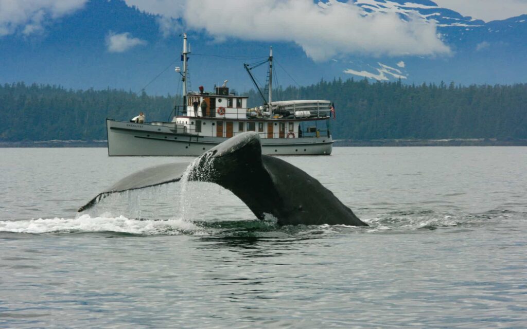 How Likley Are You To See Whales In Alaska Cruise