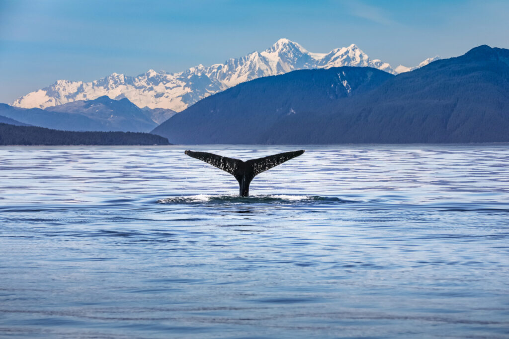 Is Whale Watching Better On Port Side Of Nortbound Alaska Cruise