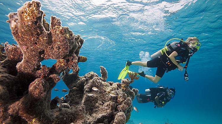 What Are The Options For Cruises With Scuba Diving Lessons?